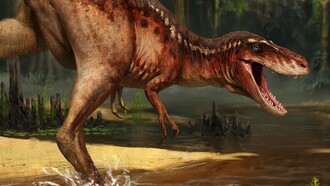 Ricostruzione in scala dei dinosauri duellanti nelle loro pose in situ al Museo di Scienze Naturali della Carolina del Nord, Stati Uniti