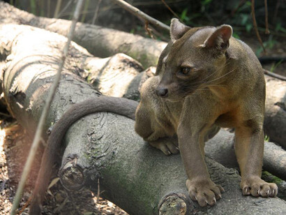 L'affascinante creatura del Madagascar
