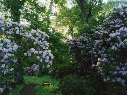 Harry Cory Wright, 1476. Rhododendron. Morning, 2015, C print, 58 x 71 in / 148 x 180 cm, Edition of 3, courtesy of Eleven, London 
