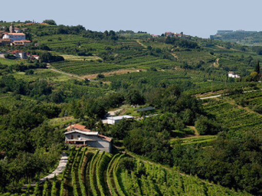 Il Collio è una zona di produzione di vini pregiati
