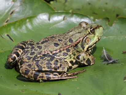 Marsh Frog © Gehan de Silva Wijeyeratne