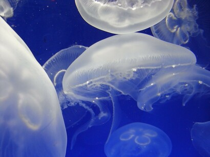 Meduse