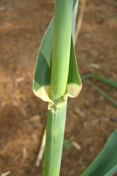 Arundo donax, particolare fusto