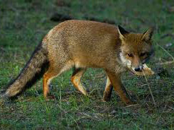 Un rumore all'improvviso