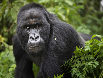 Gorila de montaña (Gorilla beringei beringei)
