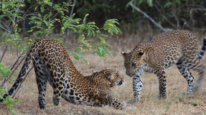Leopard cubs interacting © Gehan de Silva Wijeyeratne