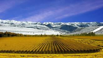 Viñedos en la provincia de Mendoza, Argentina