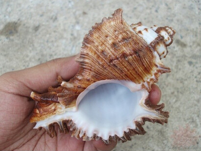 Murex Ramosus