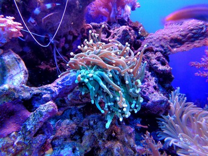 Coralli. Studio scientifico rivela la lotta per la sopravvivenza delle barriere coralline