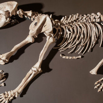 Ours. Courtesy of Laténium