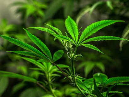 The bright green of marijuana represents the bright future that the plant can offer to people suffering from major ailments