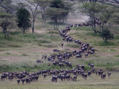 Parco nazionale del Serengeti, in Africa orientale
