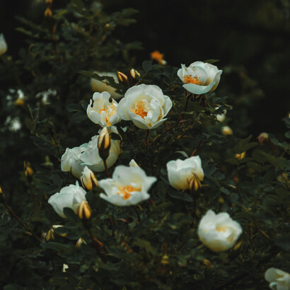 Flores. Adorava flores