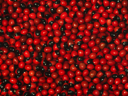 Semillas de huayruro