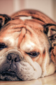 The British Bulldog