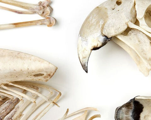 Zoology collections. Courtesy of Natural History Museum 
