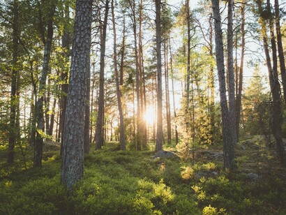 Il merito degli effetti benefici del forest bathing sarebbe da attribuire ai fitoncidi, oli essenziali presenti nel legno