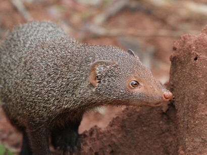 Mongoose in the jungle