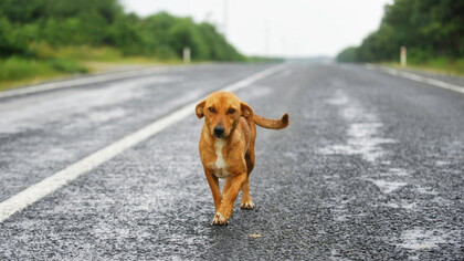 Perro callejero caminando en la carretera