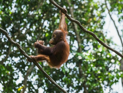 Gli oranghi di Sumatra mostrano comportamenti unici di cura personale, utilizzando piante medicinali per trattare le ferite