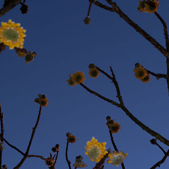 Deb Achak, Edgeworthia blossoms (detail), 2025. Courtesy of Winston Wächter Fine Art