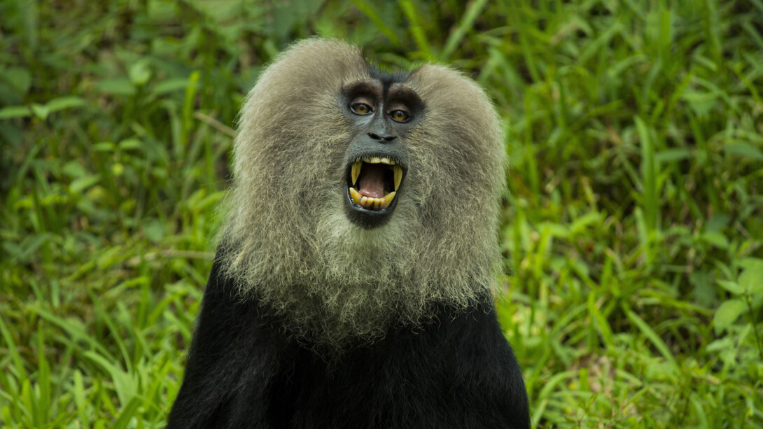 Alarm cries are intended to ward off predators