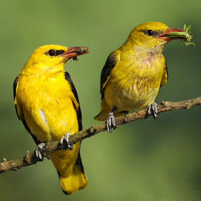 Oropéndolas : Desde entonces, y sin saber el motivo, Nabila soñaba con aquel paraje de bosque frondoso rodeado de montañas chatas y con largas paredes lisas donde crecían orquídeas y bromelias