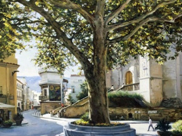 El árbol es realzado por la magnificencia de encontrarse en medio de edificaciones y ocupar con su ancha copa, de aspecto fenomenal, toda la plaza medieval. Arbúcies, Girona, España