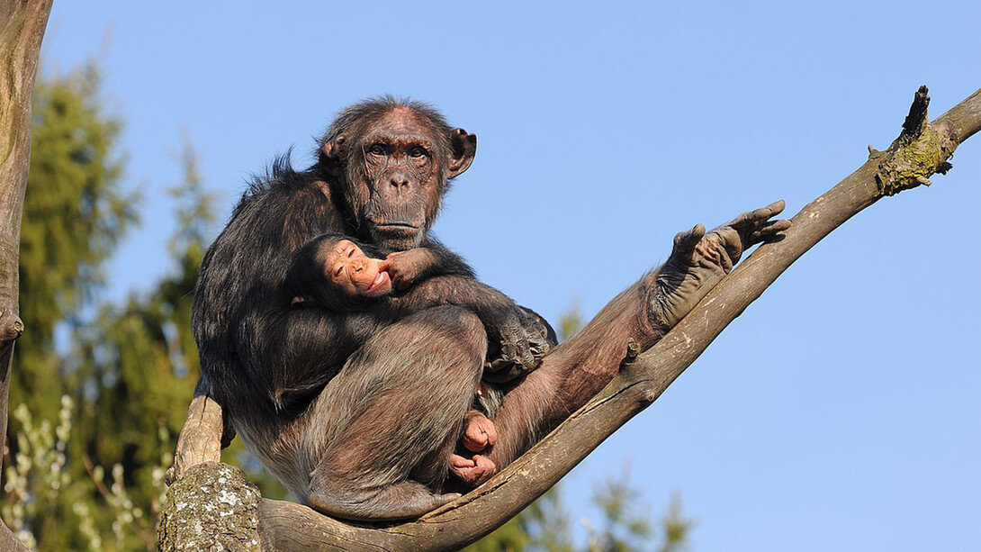 Un scimpanzè con un piccolo della sua specie
