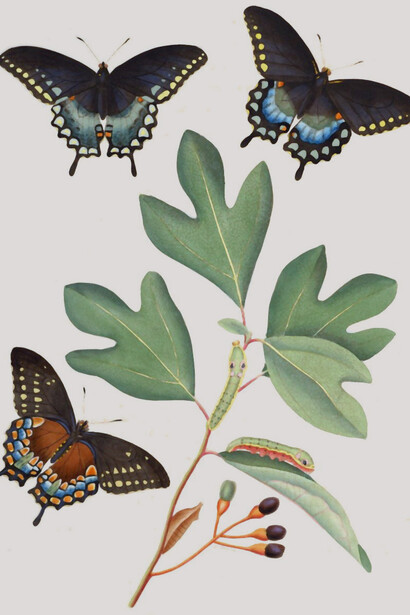 Mariposa cola de golondrina, «Papilio troilus» y sasafrás, «Sassafras albidum»