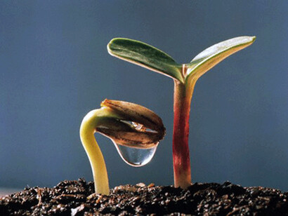 Attitudine, abbondanza e fragilità