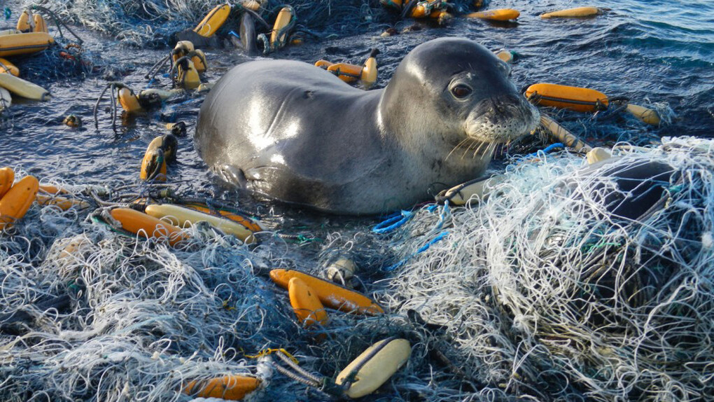 Una foca monaca intrappolata dai rifiuti dei pescatori