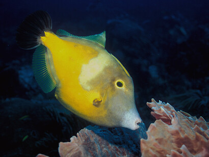 'Cantherhines macrocerus'