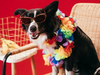 Foi no final de 2018, quando já vivia sozinha em Lisboa, no seu primeiro apartamento, que a vida lhe trouxe um presente inesperado: a Cookie. Uma cadela adotada através de um post no Instagram, que chegou para mudar tudo. Ana sentiu uma alegria e uma ligação imediatas e profundas que reacenderam a antiga paixão pelos animais
