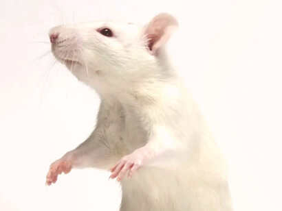 Ratón de laboratorio erguido