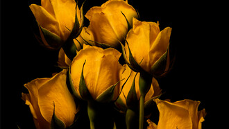 Rosas. Maria da Graça