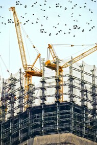 Contrast of wild and city life