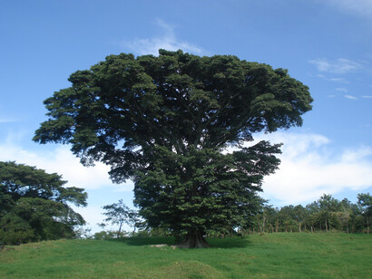 Árbol de higuerón («Ficus jimenezii»). Foto: Luko Hilje