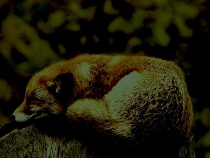 El reposo del guerrero