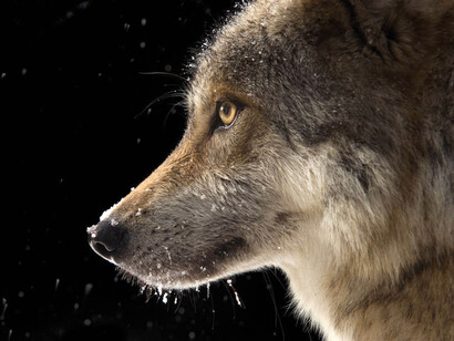 Joel Sartore; Lobo gris mexicano («Canis lupus baileyi»)