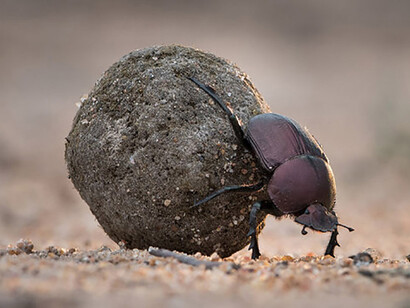 Escarabajo «Kheper aegyptiorum» empujando una esfera de bosta
