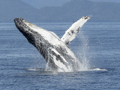 Ballena boreal emergiendo del agua