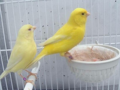 Caged canaries anticipating their fate to go into the mines of society