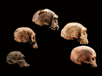 Nuestra especie humana, es una producción relativamente reciente de la evolución del universo