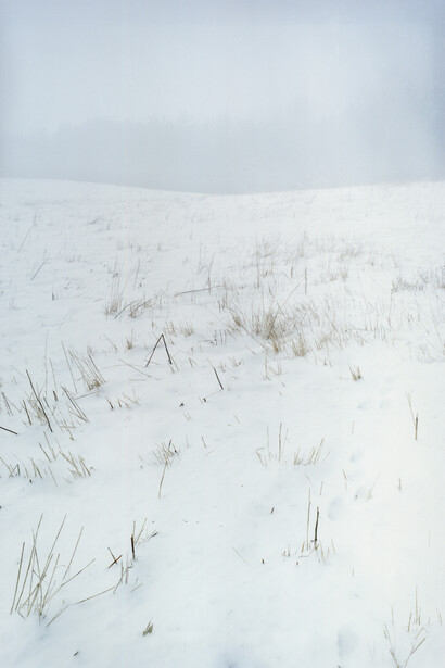 
JITKA HANZLOVÁ
#40 Untitled (Fly's Foot)
from FOREST 2000-2005, 2004
c-print
edition of 8, ed. 7/8 + 3 AP
image 50.9 x 34.6 cm (20 x 13 5/8 in.)
framed 72.9 x 55.3 cm (28 3/4 x 21 3/4 in.)
