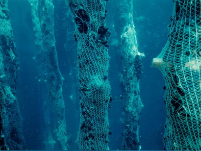 Mejillones en una batea de la ría de Vigo