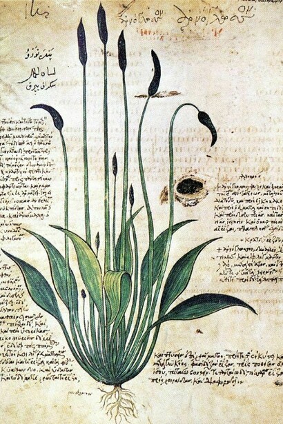 Pagina del "De materia medica". Il Dioscoride di Napoli 
