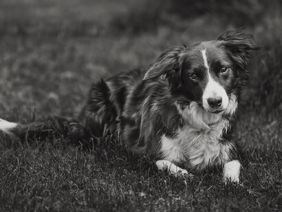 Border Collie sdraiato sul prato