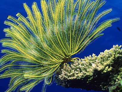 Barriere coralline a rischio