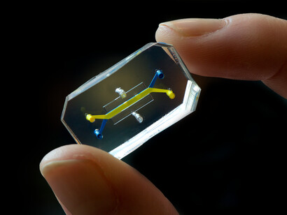 Body on chip, simula le attività e la risposta fisiologica di interi organi